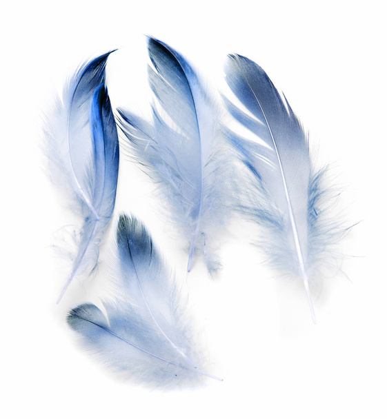 pluma de pájaro sobre fondo blanco - Foto, Imagen