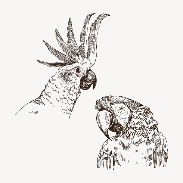 Hand drawn sketch black and white vintage exotic tropical bird. Head of parrot macaw and cockatoo. Vector illustration isolated object - Vector, imagen