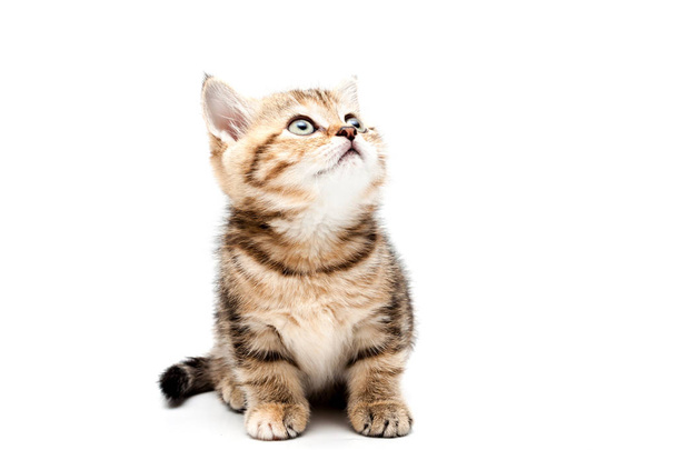 Kitten isolated on a white background. British short hair cat. - Fotoğraf, Görsel