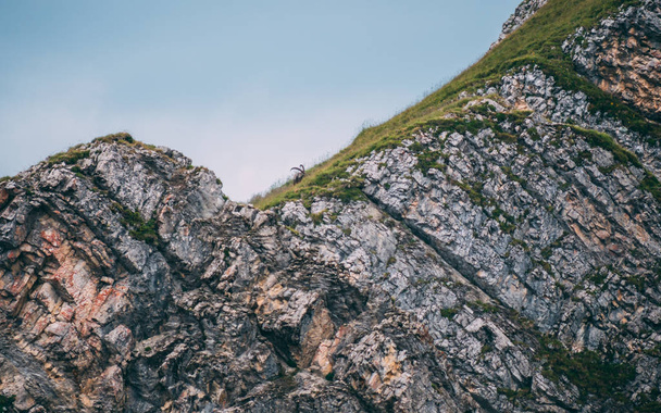 高山の山羊座シュタインボック キャプラ アイベックス険しい山の上に - 写真・画像