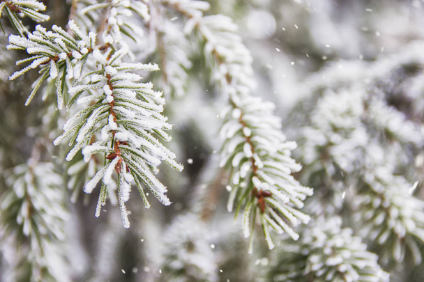 Beautiful winter scene, greeting card or splash - green spruce covered with snow, frost outside, snow falling. - Foto, Imagem