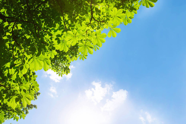 Hojas verdes frescas en castaño con cielo azul. Fondo de verano o primavera con espacio para texto
. - Foto, Imagen