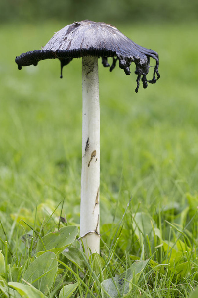 Shaggy Muste Cap (tai Coprinus comatus sienet) syötävä sieni
 - Valokuva, kuva
