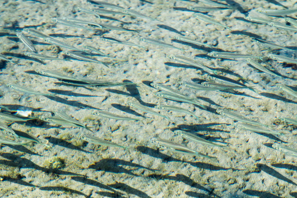 peces marinos poco profundos, vista superior
 - Foto, Imagen