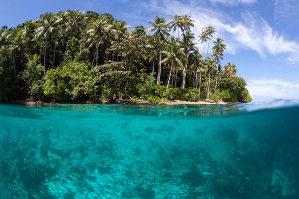Een mooie, palm bedekte eiland is gevonden in Raja Ampat, Indonesië. Dit afgelegen, tropische regio staat bekend als het hart van de koraal driehoek te wijten aan zijn ongelooflijke mariene biodiversiteit. - Foto, afbeelding
