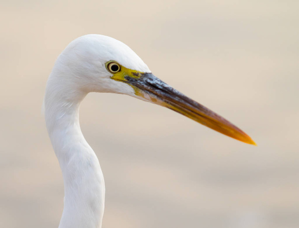 Nagy-Egret (Ardea alba) - Fotó, kép