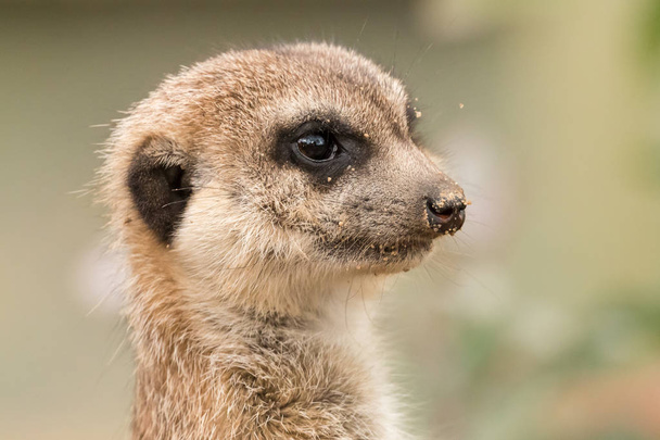 Portrait of meerkat with sand on nose. Cute fluffy suricate on blurred green background. - Photo, Image