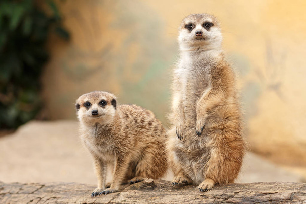 Due suricati su un tronco con sfondo sfocato e chiaro. Coppia di simpatici suricati guardando la fotocamera
. - Foto, immagini