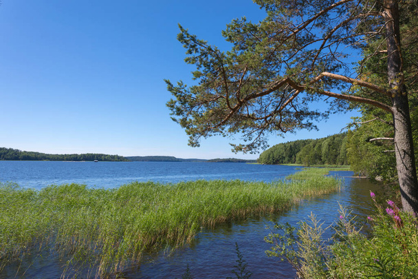 The shore of the Ladoga lake in Russia with a pine tree and the cane in the water with the mountains and the forest on the skyline in the sunny summer day - Fotografie, Obrázek