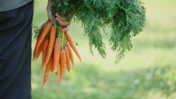 Μάτσο βιολογικά καρότα σε ένα χέρι αγροτών - Πλάνα, βίντεο