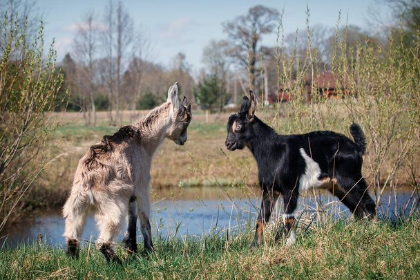 Dvě mladé a malé kozy hra boje poblíž vodního útvaru v louce - Fotografie, Obrázek