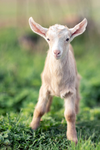 Little lovely young goatling with soft sandy color fur standing on the green grass - Photo, Image