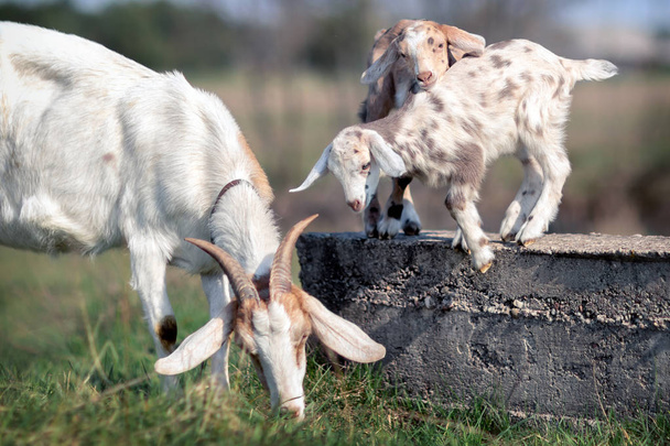Двое козлят играют на бетонном блоке, а их мама ест траву рядом
 - Фото, изображение