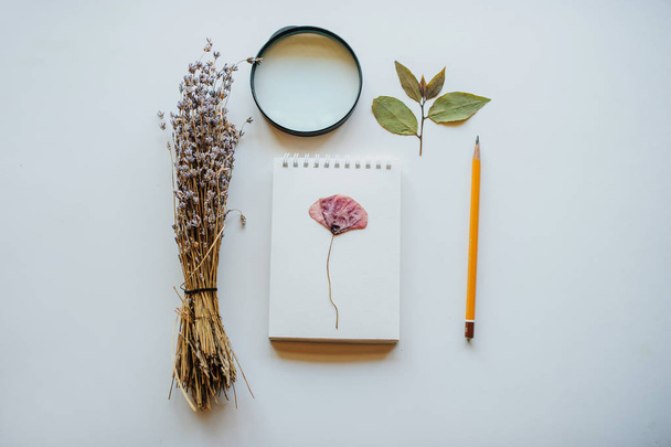 Top view shot composition of dried flowers lavender, pencil, notebook, leaves and magnify glass isolated on White Background with Real Shadow. Concept of  botanist painter workspace. - Фото, зображення