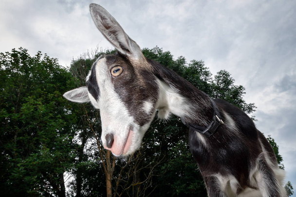 Drôle de chèvre tachetée noire et blanche avec nez rose, et boucles d'oreilles en fourrure, prise avec lentille grand angle
 - Photo, image