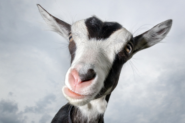 Drôle de chèvre tachetée noire et blanche avec nez rose, et boucles d'oreilles en fourrure, prise avec lentille grand angle sur le fond du ciel
 - Photo, image