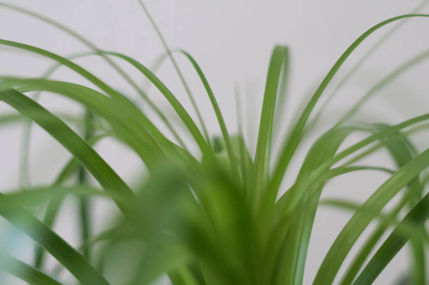 Зеленые свежие растения трава крупным планом на сером фоне
 - Фото, изображение