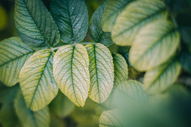 Plantas frescas verdes grama closeup com textura para fundo
 - Foto, Imagem