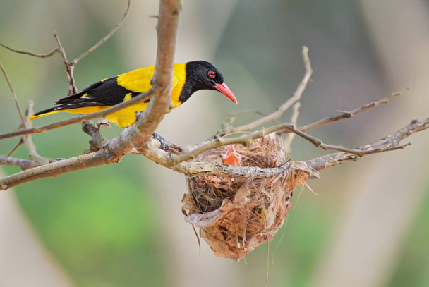 Індійська золота Вивільгові - Вивільга Вивільга kundoo, гарний жовтий та Чорний птах з азіатських ліси і лісові масиви, Шрі-Ланка. - Фото, зображення