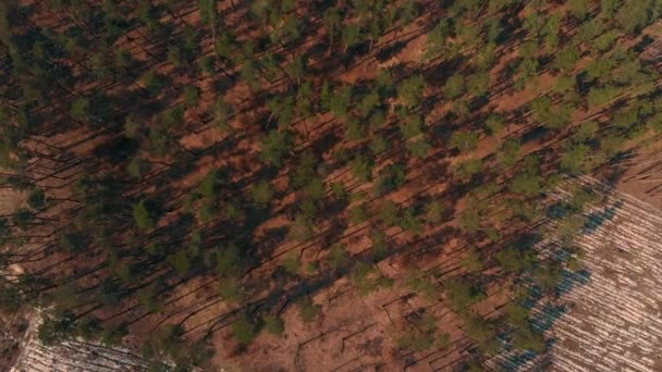 Top view of logged forest - Footage, Video