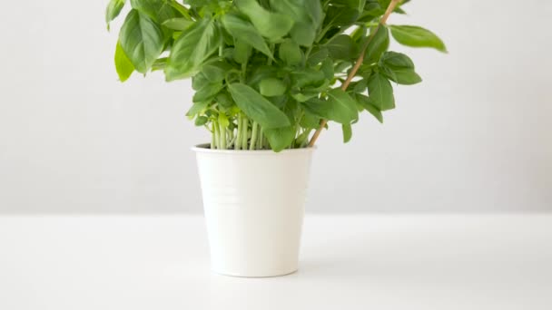 green basil herb with name plate in pot on table - Footage, Video