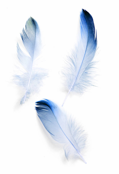 bird feather on white background - Фото, изображение
