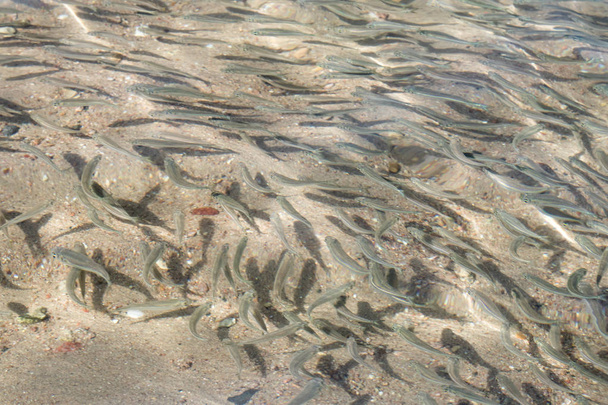 peces marinos poco profundos, vista superior
 - Foto, Imagen