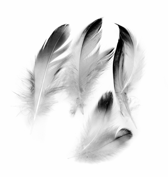 пташине перо на білому тлі
 - Фото, зображення