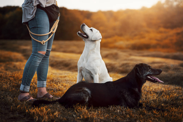 πορτρέτο του νέοι χαριτωμένο ευτυχείς Λαμπραντόρ Ριτρίβερ σκύλο κουτάβι έξω στη φύση - Φωτογραφία, εικόνα