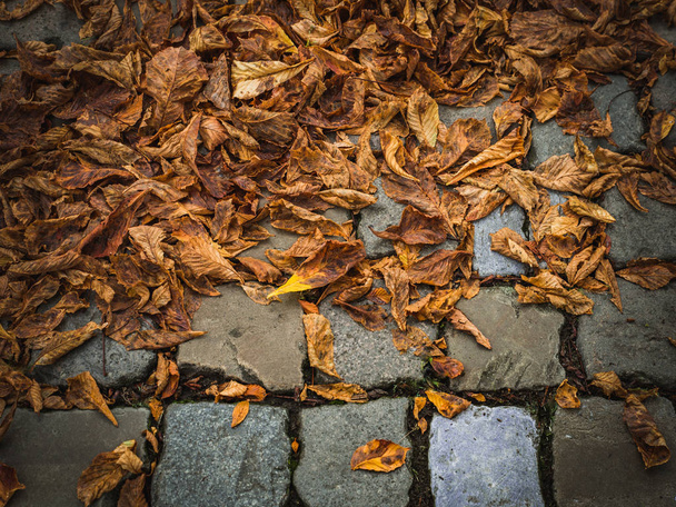 Pohled z úhlu vysoké barevné spadané listí na chodník, pohled shora, detail. - Fotografie, Obrázek