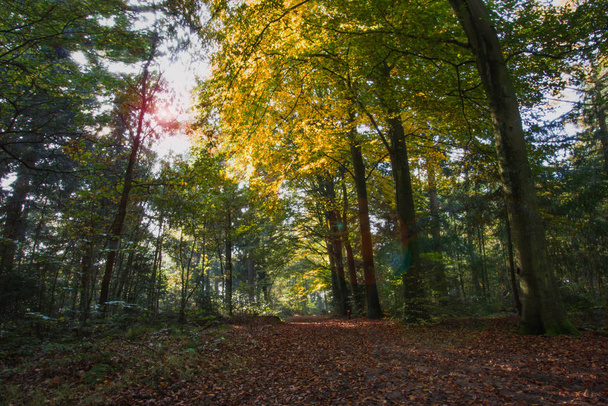 Paisagem Outono natureza vista do parque dos Países Baixos, Europa, viagens, característica da estação
. - Foto, Imagem