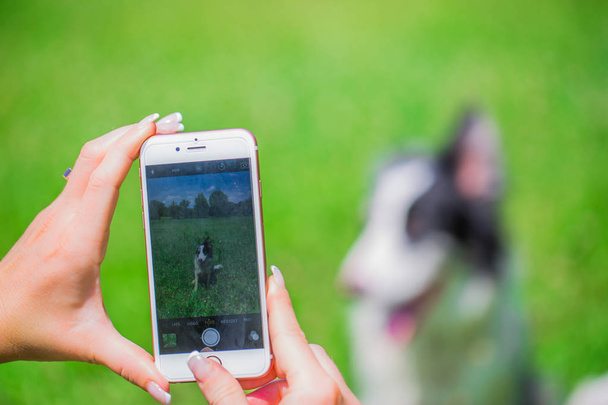 Bir köpek smartphone kamera ile fotoğraf çekmek - Fotoğraf, Görsel