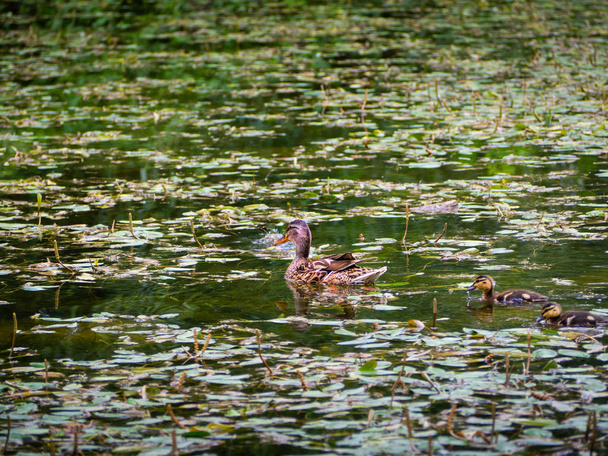 Mother duck with her tow ducklings following her - Photo, Image