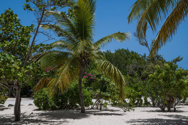 A green tropical landscape with Palm trees, blue sky and flowers on Princess Cays in the Bahamas. - Фото, зображення
