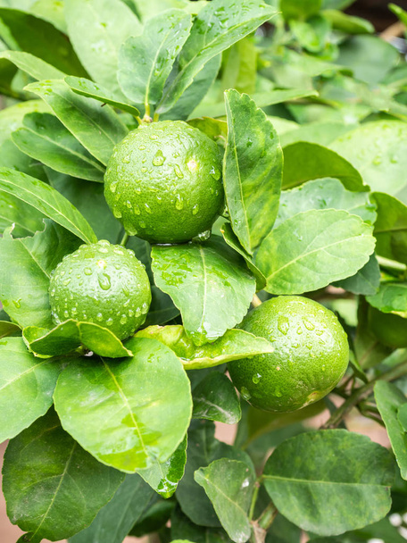 Yeşil limon ağaçlar gruptaki. - Fotoğraf, Görsel