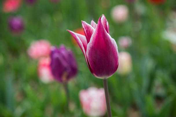 Kiváló színes tulipán virág virágzik a tavaszi kertben - Fotó, kép