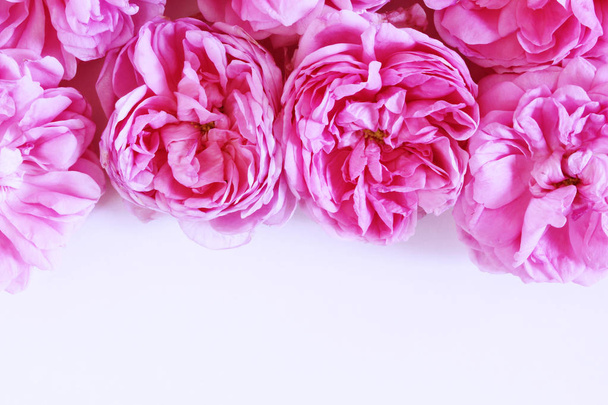 Πλαίσιο λουλουδιών λευκό τριαντάφυλλο Claire Austin και κίτρινο τριαντάφυλλο Graham Thomas σε άσπρο φόντο. Επίπεδη θέσει. Το Top view. Κενό χώρο για το κείμενό σας. Ιδέα κάρτα και τον έρωτα. - Φωτογραφία, εικόνα