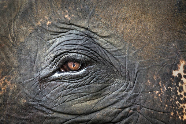 カラフルな模様、目と象の肌. - 写真・画像
