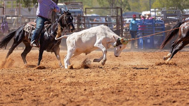 Vitello essere lassoed in un evento di cordata del vitello della squadra dai cowboys ad un rodeo del paese - Foto, immagini