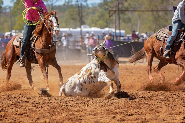 Buzağı kementle kement atma yarışmasında bir rodeoda kovboylar tarafından kement atıldı. - Fotoğraf, Görsel