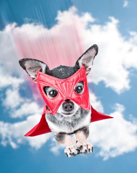 schattige chihuahua in een superheld kostuum vliegen door de lucht - Foto, afbeelding