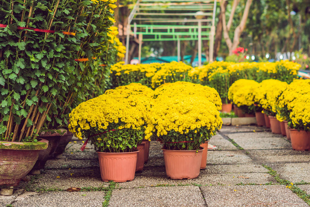 Yellow flowers in decorative pots outdoor. - Foto, Imagen