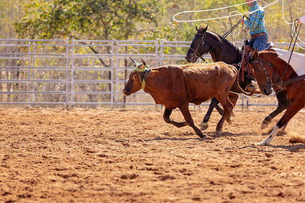 Vitello essere lassoed in un evento di cordata del vitello della squadra dai cowboys ad un rodeo del paese - Foto, immagini