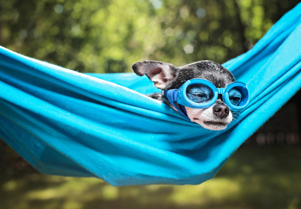 cute chihuahua in a hammock outside in the sun on a hot summer day - Photo, image