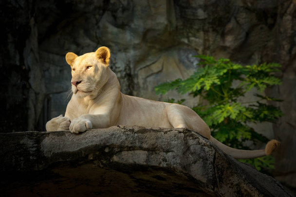 Biały lew kobiece odpoczynku na skałach. - Zdjęcie, obraz