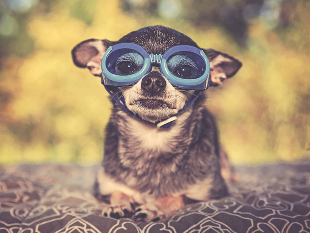 cute chihuahua in a park with goggles on toned with a retro vintage instagram filter  - Foto, Imagen
