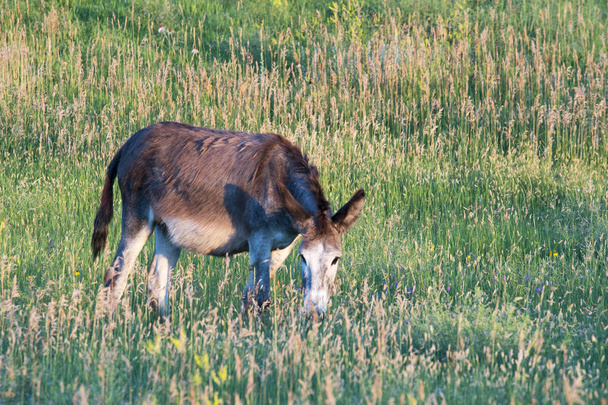 サウスダコタ州の田舎で芝生の上で放牧ブロー - 写真・画像