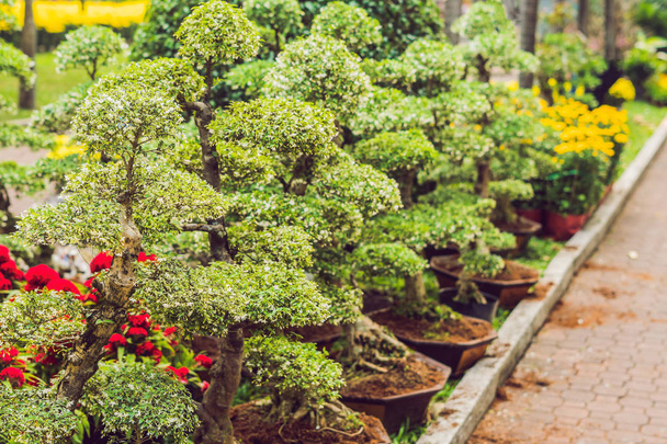 Cute bonsai trees in decorative pots. - Foto, Imagen