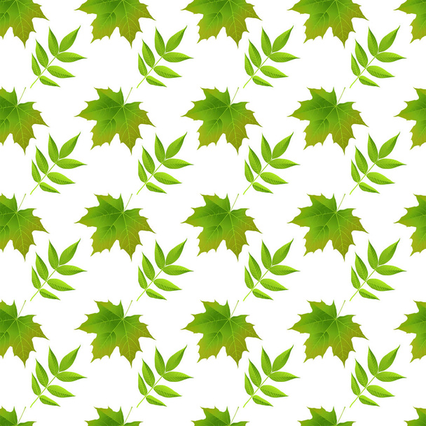 緑の秋のカエデの葉が白い背景ベクトル画像 - ベクター画像