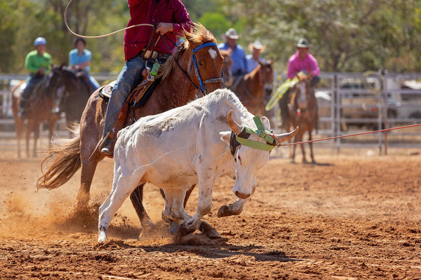 Kalb wird von Cowboys bei einem Country-Rodeo in einem Team-Kalbsseilspringen lassoed - Foto, Bild